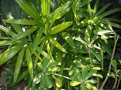 Raphis-excelsa Raphis-excelsa