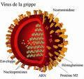 Virus grippe Virus grippe