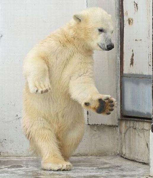 Bébé ours polaire