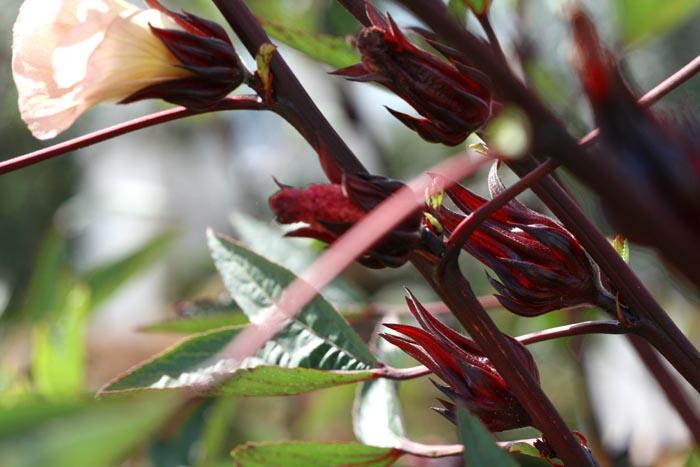 Roselle karkadé bissap vinagreira caruru-azedo quiabo-roxo Hibiscus sabdariffa