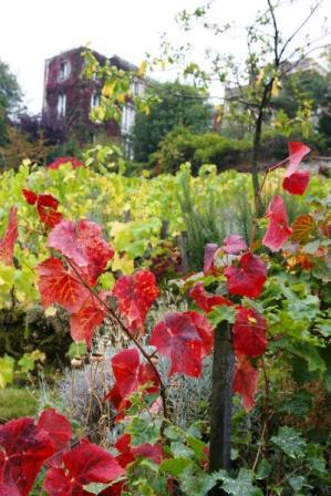 Visite des vignes du clos montmartre lors de la fête des vendanges Vignes du clos montmartre 2