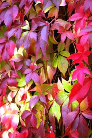 Visite des vignes du clos montmartre lors de la fête des vendanges Vignes du clos montmartre 1