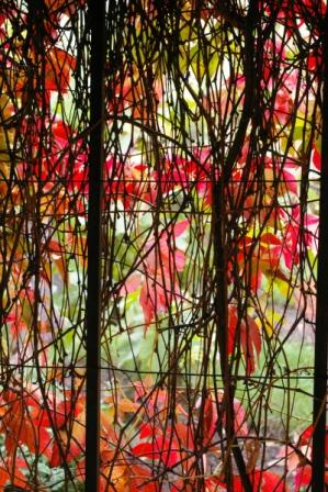 Visite des vignes du clos montmartre lors de la fête des vendanges Vignes du clos montmartre 3