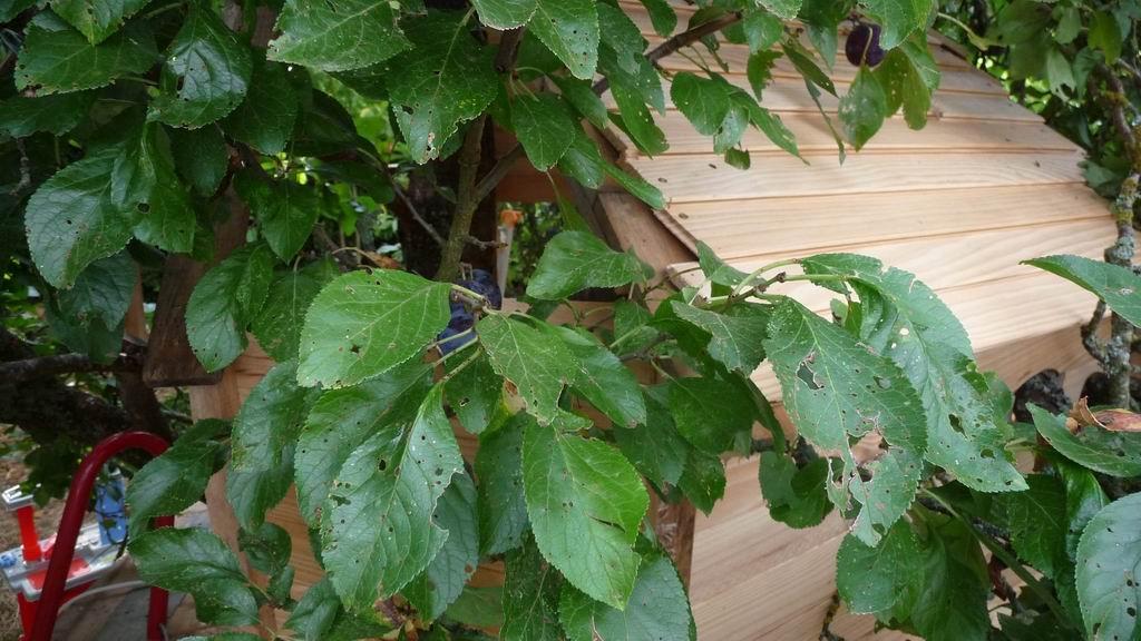 Une cabane dans les arbres Cabane dans les arbres