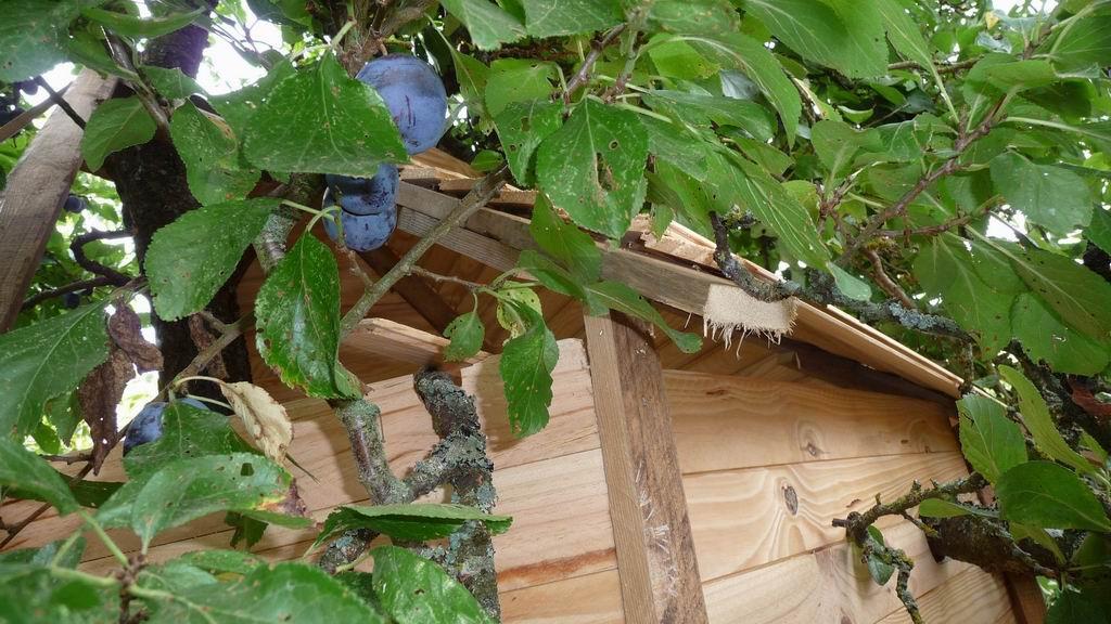 Une cabane dans les arbres Cabane dans les arbres