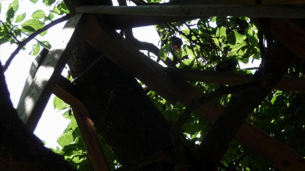 Une cabane dans les arbres Cabane dans les arbres