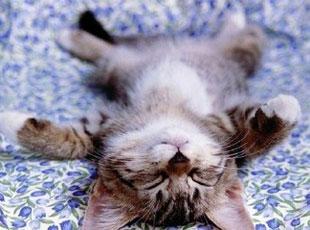 mistigris1 mistigris1