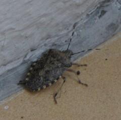 La punaise Punaise 0269b (6).jpg