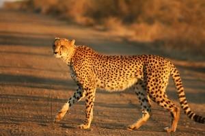 Différencier les félins Guepard