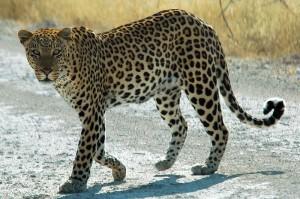 Différencier les félins Leopard