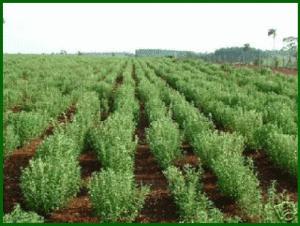 Stevia-plantation-Paraguay-Oriental