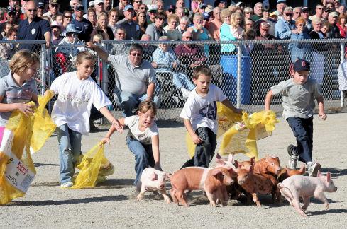 Pigs07 Pigs07