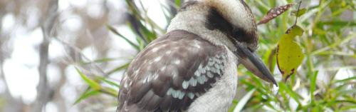 Un kookaburra bien fluffy