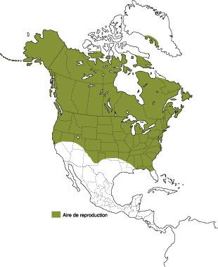 Les Bernaches du Canada