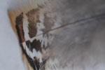 ..Le tapis de plumes Cantabile