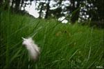 ..Le tapis de plumes ..Le tapis de plumes