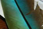 ..Le tapis de plumes Textures