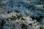 ..Le tapis de plumes Ernesto Timor