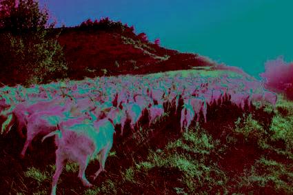 Le Tricot d’or DSC_0364