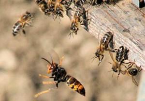 Vespa velutina devant la rûche et les abeilles gardiennes