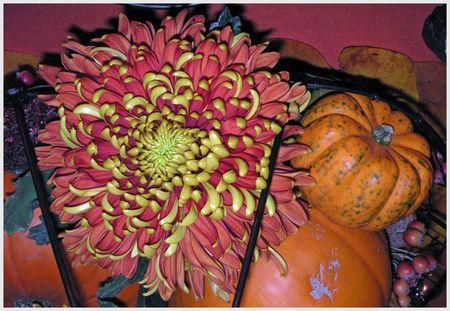 ~~Table citrouille~~ Adobe22