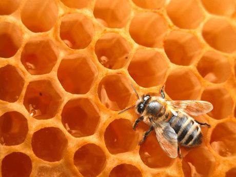 l abeille fait son miel