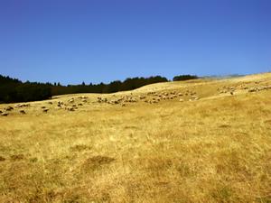 alpage transhumance brebis mouton berger patou secheresse grillee paille regain foin fauche feu incendie paysan agriculteur