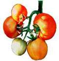 tomate ginette