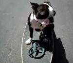 vidéo humour chien skateboard crash