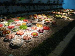 GROSSE INFO - Crise alimentaire - La faim dans le monde, ça ne parle pas trop aux Français et aux Mulhousiens ! suite ... P1270069