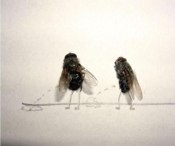 Magnus Muhr - Dead Flies Art Magnus Muhr - Dead Flies Art