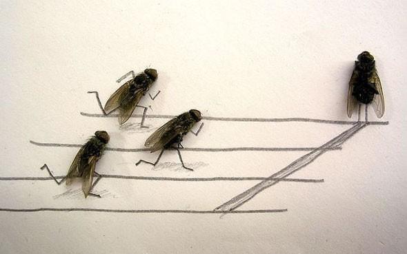 Magnus Muhr - Dead Flies Art Magnus Muhr - Dead Flies Art