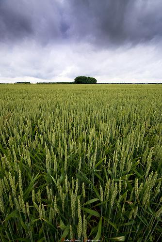 [Blog Action Day '09] - Un article pour la planète…