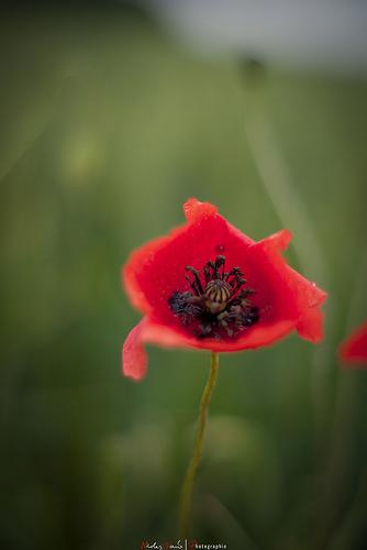 [Blog Action Day '09] - Un article pour la planète…