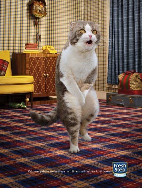 Fresh Step / Smell like litter boxes