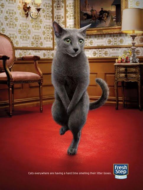 Fresh Step / Smell like litter boxes