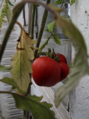 La dernière tomate