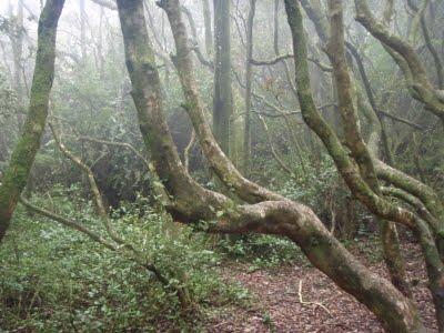 Jour 5 toujours: le Parque National Bosque Fray Jorge Jour 5 toujours: le Parque National Bosque Fray Jorge