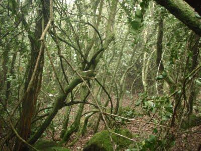 Jour 5 toujours: le Parque National Bosque Fray Jorge Jour 5 toujours: le Parque National Bosque Fray Jorge