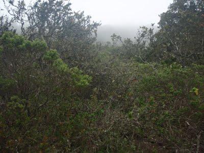 Jour 5 toujours: le Parque National Bosque Fray Jorge Jour 5 toujours: le Parque National Bosque Fray Jorge