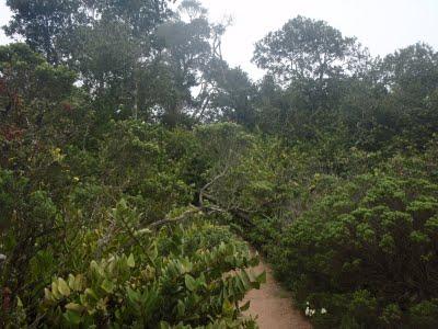 Jour 5 toujours: le Parque National Bosque Fray Jorge Jour 5 toujours: le Parque National Bosque Fray Jorge