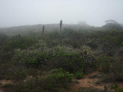 Jour 5 toujours: le Parque National Bosque Fray Jorge Jour 5 toujours: le Parque National Bosque Fray Jorge