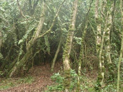 Jour 5 toujours: le Parque National Bosque Fray Jorge Jour 5 toujours: le Parque National Bosque Fray Jorge