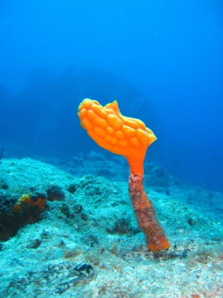 Photo sous marine : vous avez dit bizarre ? photo plongee