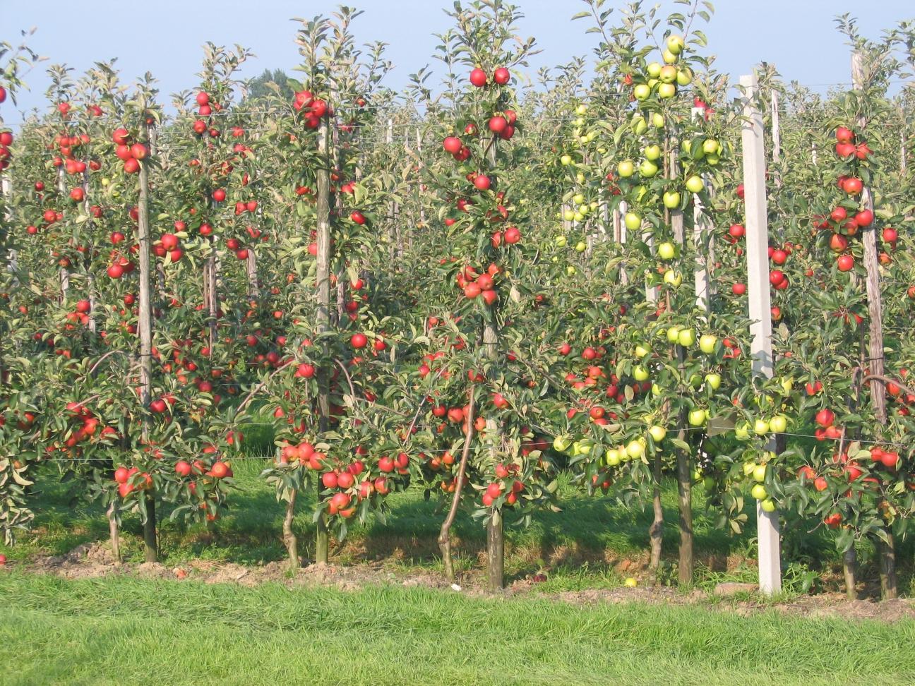 Côté jardin - Plantez les fruitiers.
