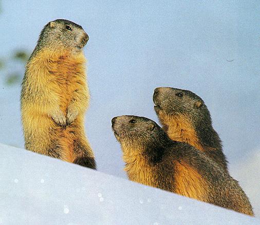 les marmottes....