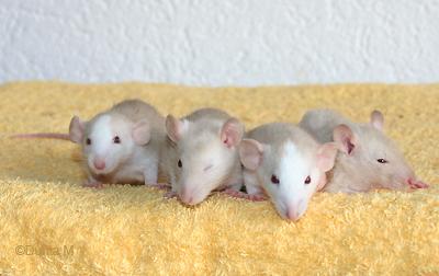 Rats: Peste 4ème génération 201009bbharigarslib.1256061695.jpg