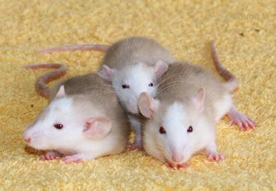 Rats: Peste 4ème génération 201009fillesadoptees.1256061757.jpg