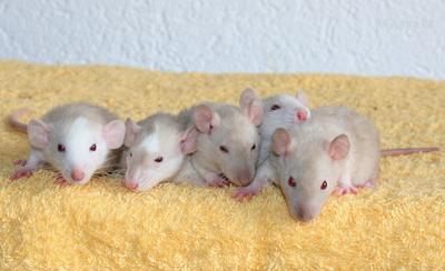 Rats: Peste 4ème génération 201009mesbebes.1256061783.jpg