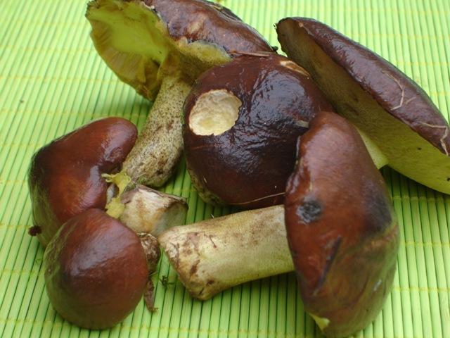 La saison des champignons La saison des champignons